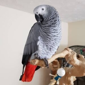 oldest african grey parrot