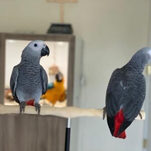 african grey parrot lifespan
