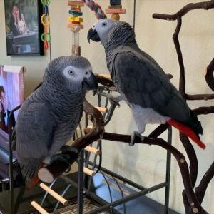 african grey parrot size