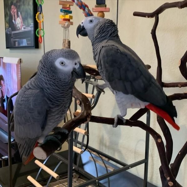 african grey parrot size