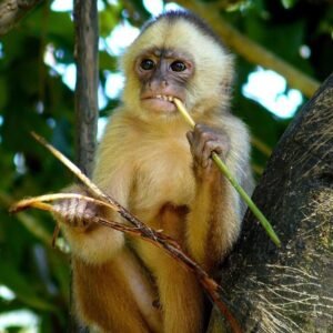 capuchin monkey for sale uk