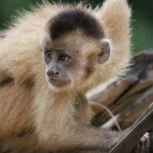 buy baby capuchin monkey