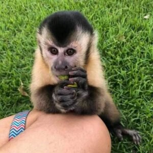 Gracile capuchin monkey