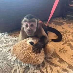 capuchin monkey for sale manchester