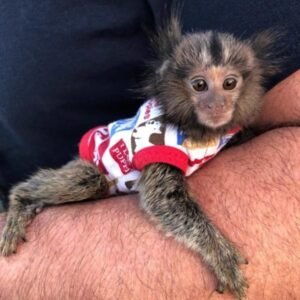 what is a marmoset monkey