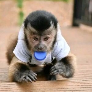 capuchin monkey for sale london
