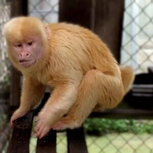 buy capuchin monkey pet