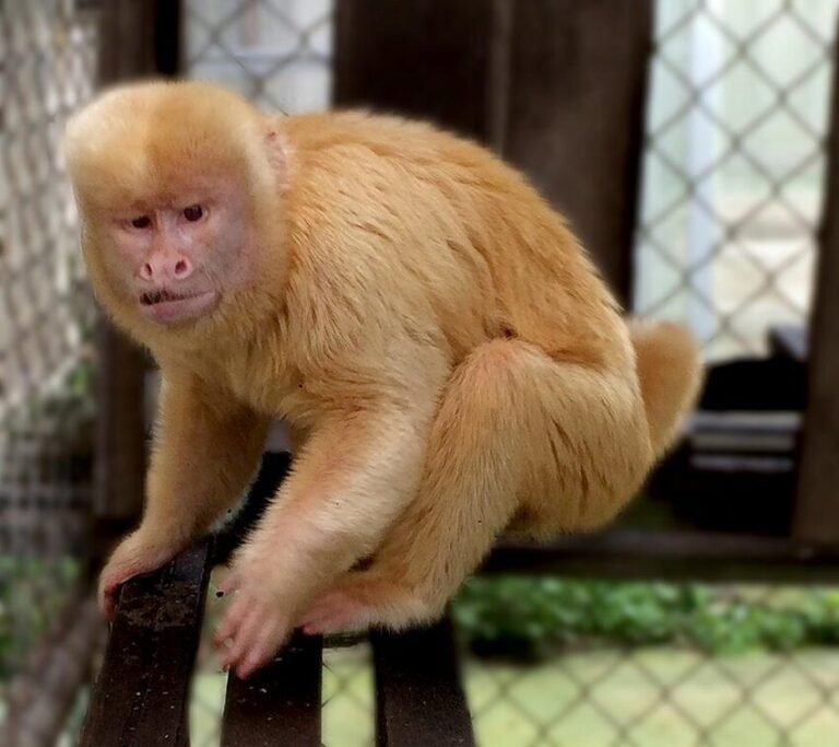 buy capuchin monkey pet