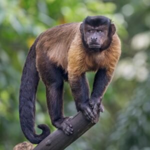 amazon capuchin monkey