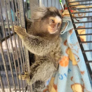 marmoset monkey for sale michigan