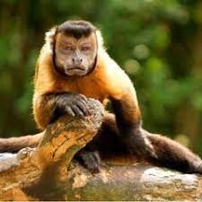 capuchin monkey for sale uk 2022