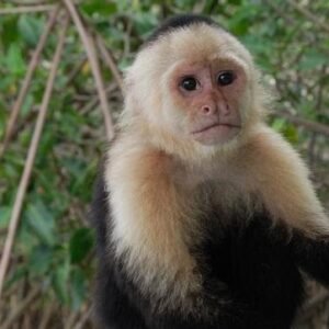 A capuchin monkey for sale