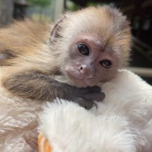 newborn baby capuchin monkey
