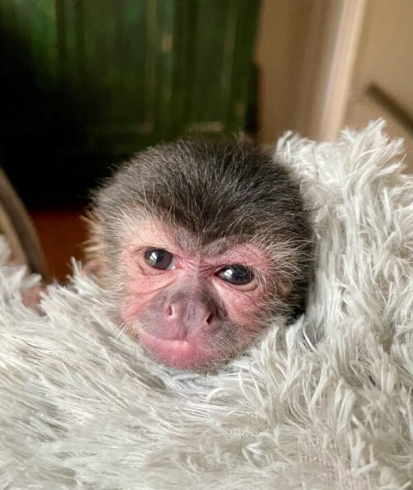 adopt a baby capuchin monkey