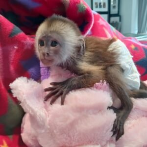 baby capuchin monkey for sale