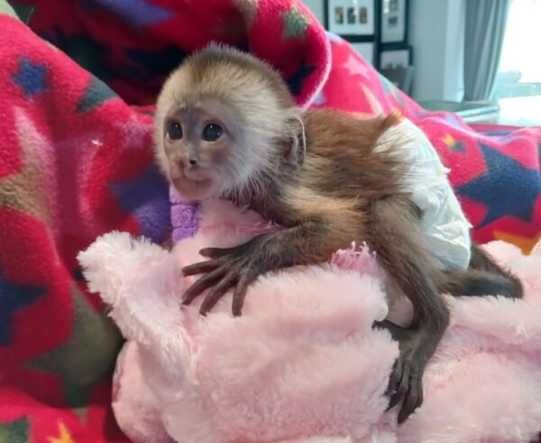 baby capuchin monkey for sale