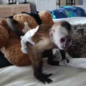 what's a baby capuchin monkey?