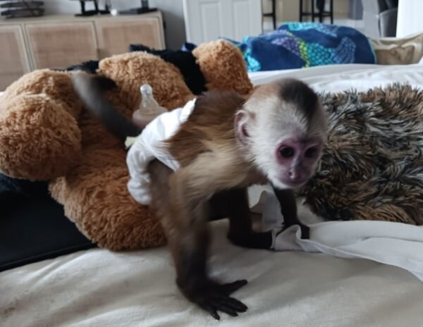 what's a baby capuchin monkey?