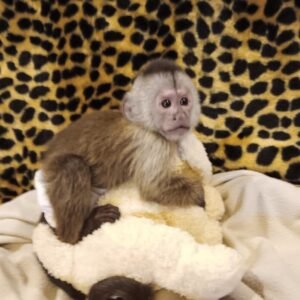 baby capuchin monkey