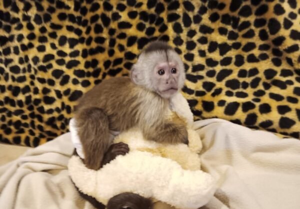 baby capuchin monkey
