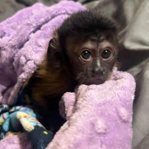 baby capuchin monkey pet